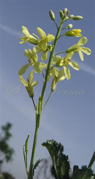  Inflorescence